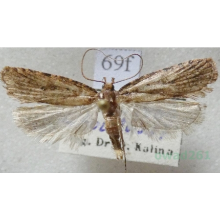 Diurnea fagella (Denis & Schiffermüller, 1775) Czech69f